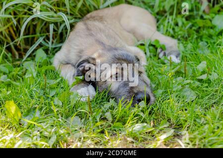 Ein schöner brauner irischer Wolfshund mit schönem Ausdruck im Kopf in einem Garten. Welpen irischer Wolfshund lächelnd und liegend auf Wiese, Rasen im Sommer.hübsch groß Stockfoto