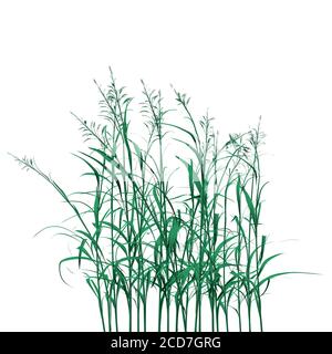 Grün detaillierte Gras isoliert auf weißem Hintergrund. 3D. Vektorgrafik Stock Vektor