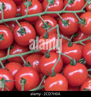 Kleine rote Kirschtomaten auf der Rebe zum Verkauf in einem Ecke Lebensmittelgeschäft. Lose Gemüse zum Verkauf, und Lebensmittel ohne Kunststoffverpackung Stockfoto