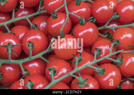 Kleine rote Kirschtomaten auf der Rebe zum Verkauf in einem Ecke Lebensmittelgeschäft. Lose Gemüse zum Verkauf, und Lebensmittel ohne Kunststoffverpackung Stockfoto