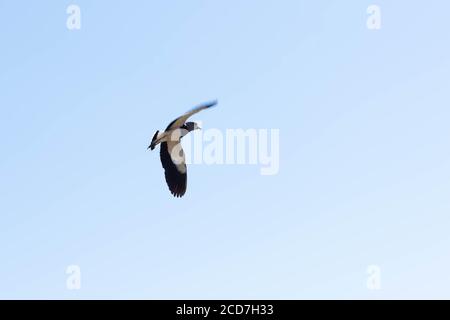 Der Want-Quero ist ein Vogel der Ordnung der Charadriiformes. Auf Englisch ist bekannt als Southern Lapwing. Es tritt in ganz Südamerika und an einigen Stockfoto