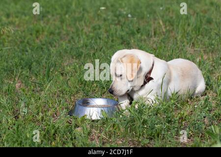 Hungriger Labrador Hund liegt in der Nähe Schüssel mit Lebensmitteln auf Gras im Hof, wartet auf die Erlaubnis des Besitzers Stockfoto