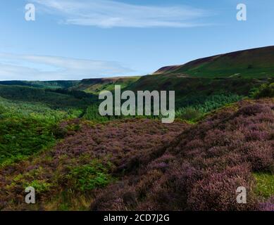 Blick über die North York Moors mit Heidekraut in voller Blüte und Blattflora unter hellblauem Himmel im Sommer in der Nähe von Goathland, Yorkshire, Großbritannien. Stockfoto