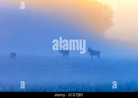 Sonnenaufgang mit Moosen im Nebel auf der Wiese Stockfoto