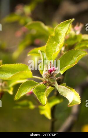 Blütenknospen von Apfelbaum mit jungen Blättern an einem Frühlingstag. Noch nicht entwickelte Apfelblüten in den Knospen. Stockfoto