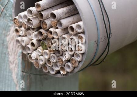 Rohr mit Bienenrohren Stockfoto