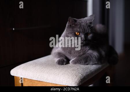 Graue Katze mit gelben Augen sitzt im dunklen Raum, britische Katze ruht auf einem weichen Stuhl Stockfoto