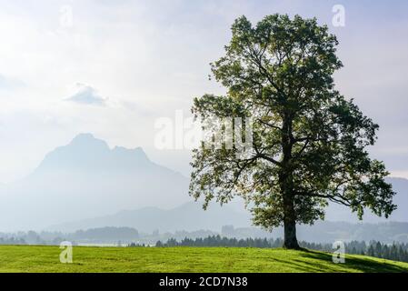 Staubiger Morgen im östlichen Allgäu bei Füssen und Hopfensee In der Fallzeit Stockfoto