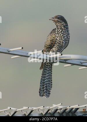 Asiatischer Koel (Eudynamys scolopaceus), weiblich in der Nähe des Mai Po Marshes Nature Reserve, Deep Bay, Hongkong, China 28. Oktober 2016 Stockfoto