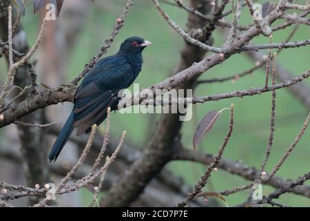 Asiatischer Koel (Eudynamys scolopaceus), männlich im Mai Po Marshes Nature Reserve, Deep Bay, Hongkong, China 18. September 2017 Stockfoto