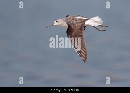 Gemeiner Greenshank (Tringa nebularia), Erwachsener im Flug, Nam Sang Wai, Deep Bay, Hongkong 28. November 2016 Stockfoto