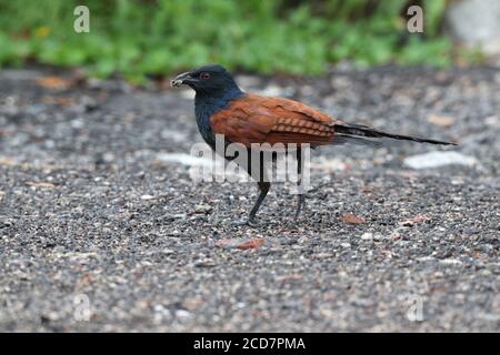 Greater Coucal (Centropus bengalensis), Fischteiche in der Nähe von Mai Po Marshes Nature Reserve, Deep Bay, Hongkong, China 4. Mai 2017 Stockfoto