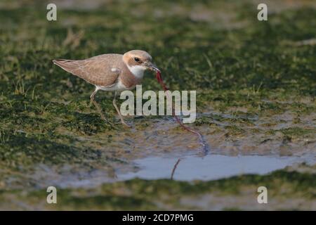 Greater Sand Plover (Charadrius leschenaultii), Erwachsener im Mai Po Marshes Nature Reserve, Deep Bay, Hong Kong, China 18 September 2017 Stockfoto