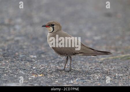 Oriental Pratincole (Glareola maldivarum), in der Nähe von Mai Po, Deep Bay, Hongkong 4. Mai 2017 Stockfoto