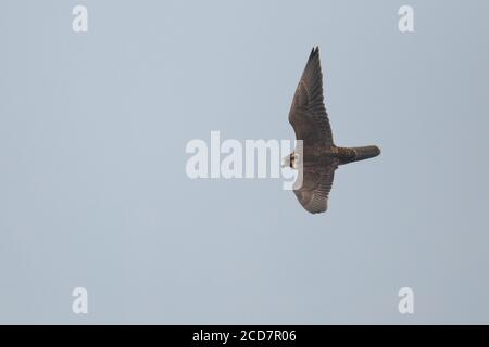 Wanderfalke (Falco peregrinus) Rückenansicht im Flug, Mai Po Marshes Nature Reserve, Deep Bay, Hongkong, China 14. November 2016 Stockfoto