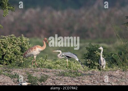 Sibirischer Kranich (Leucogeranus leucogeranus), jugendlich, Mai Po Marshes Nature Reserve, Deep Bay, Hongkong, China 2. Dezember 2016 Stockfoto