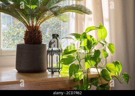 Sago Palme Indoor-Haus Pflanzen und Teufel Ivy in einem wunderschön gestalteten Haus oder Wohnung Interieur. Stockfoto