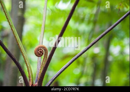 FARN FROND ENTFALTET SICH Stockfoto