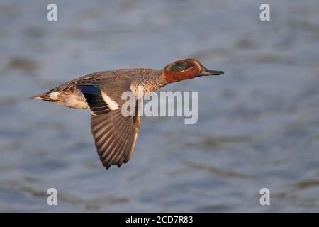 Eurasian Teal (Anas crecca), Erwachsener im Flug, Nam Sang Wai, Deep Bay, Hongkong 15. Dezember 2016 Stockfoto