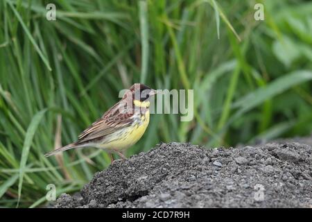 Gelbbrustbimpel (Emberiza aureola), Männchen, Fischteiche bei Mai Po, Hongkong 23. April 2017 Stockfoto