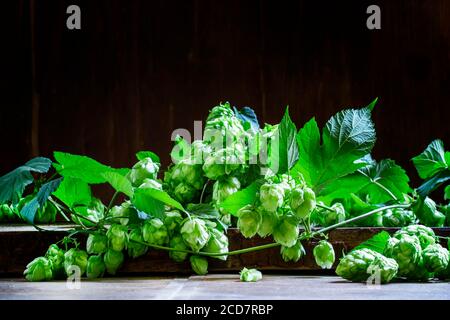 Hopfenkegel und Garnstrang mit Blättern auf dunklem Holzhintergrund, selektiver Fokus Stockfoto