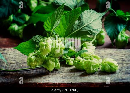 Hopfenkegel und Garnstrang mit Blättern auf dunklem Holzhintergrund, selektiver Fokus Stockfoto