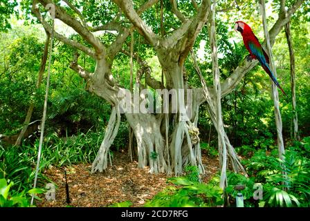 Scharlachrote Ara ara macao, lateinischer Name, thront auf einem Banyan Baum lateinischer Name Ficus benghalensis Stockfoto