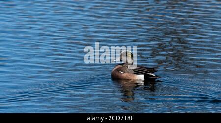 American Wigeon Schwimmen im Teich in der Nähe des Ozeans. Stockfoto