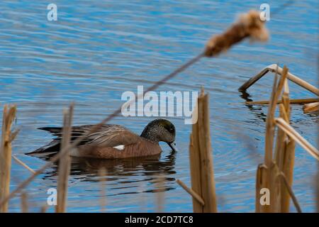 American Wigeon in Teich mit Rohrschienenpeichen und reflektierten Himmel Im Wasser zu sehen Stockfoto