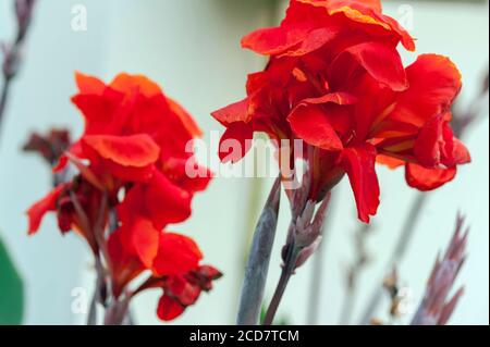 ROTE CANNA Stockfoto