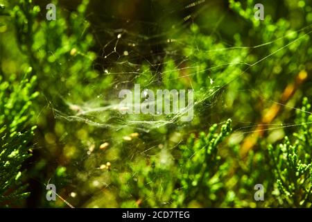 Spinnennetz auf Nadelsträuchern gewebt, Makroaufnahme. Stockfoto