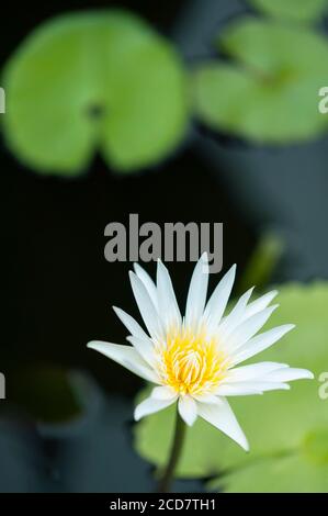 WEIßE NYMPHAEA Stockfoto