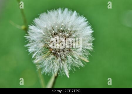 Blühter Löwenzahn in der Natur wächst aus grünem Gras. Alte Löwenzahn Nahaufnahme Stockfoto