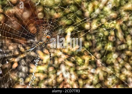 Spinnennetz gewebt auf grünen Büschen mit einer Spinne in der Mitte, Makro. Stockfoto