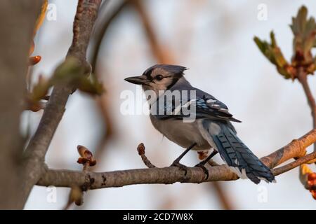 Blue Jay thront im Baum mit Abendglühen des Sonnenuntergangs Stockfoto