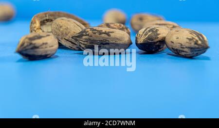 Pecan-Frucht aus Walnuss. Drupa (fleischige Frucht mit nur einem Samen), bestehend aus einer Nuss. Nüsse auf einer flachen Oberfläche verstreut. Kulinarische Delikatesse. Stockfoto