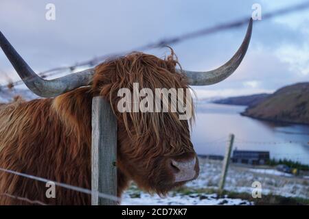 Hochlandrinder Kratzzaun auf der Isle of Skye Stockfoto