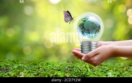 Die Glühbirne ist auf der Innenseite mit Blättern des Waldes und der Bäume sind im Licht. Konzepte der Erhaltung der Umwelt und der globalen Erwärmung Anlage g Stockfoto