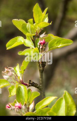 Blütenknospen von Apfelbaum mit jungen Blättern an einem Frühlingstag. Noch nicht entwickelte Apfelblüten in den Knospen. Stockfoto