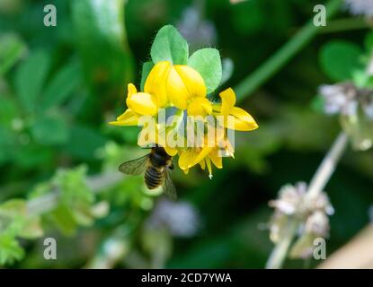 Patchwork-Leafcutter Biene, die sich auf Vogelfuß-Trefoil-Blume ernährt Stockfoto