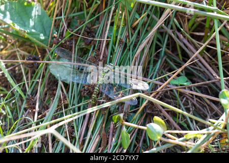 Southern Hawker Libelle weibliche Ovipositing Stockfoto