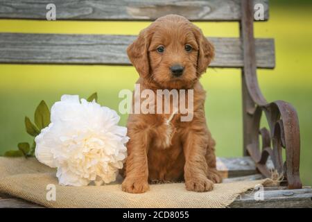 F1 Golddoodle Puppy sitzt auf einer Bank von Blumen Stockfoto