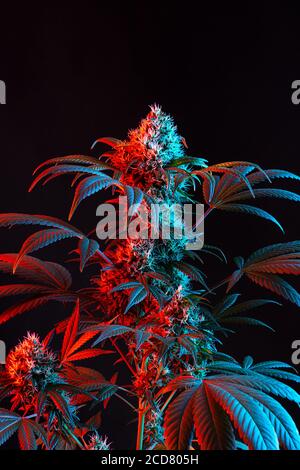 Dual Toned Rot und Blau Vaporwave Blühende medizinische Marihuana oder Hanf Pflanze auf minimalistischen schwarzen Hintergrund Stockfoto