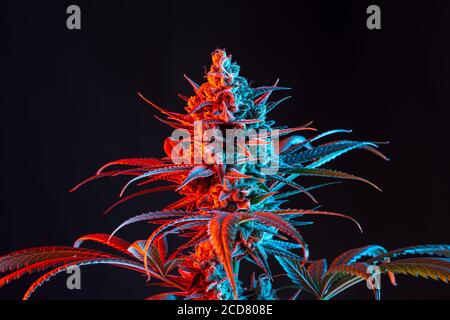 Dual Toned Rot und Blau Vaporwave Blühende medizinische Marihuana oder Hanf Pflanze isoliert auf minimalistischen schwarzen Hintergrund Stockfoto