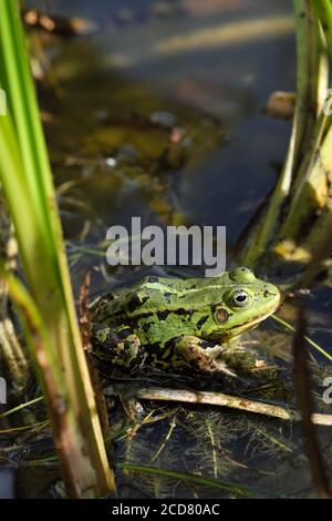 Marschfrosch (Pelophylax ridibundus) Ist der größte Frosch in Europa hier in Polen gesehen Sommer 2020 Stockfoto