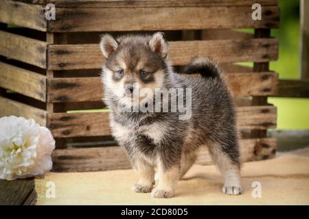 Pomsky Puppy vor einer Holzkiste mit Blumen Stockfoto