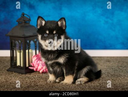 Pomsky Puppy auf Teppich vor blauer Wand Stockfoto