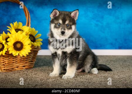Pomsky Puppy auf Teppich vor blauer Wand Stockfoto