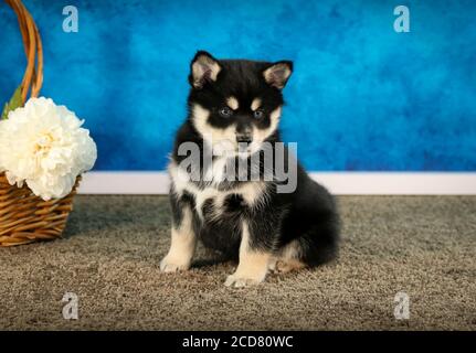 Pomsky Puppy auf Teppich vor blauer Wand Stockfoto