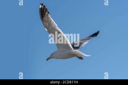 Larus mongolicus am Baikalsee. Weiße Möwe im Flug. Ein Vogel, der in den Himmel ragt. Chroicocephalus ridibundus Stockfoto